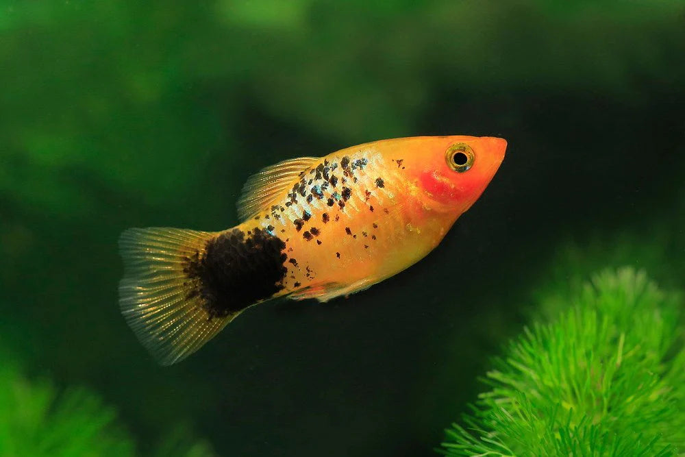 feeder platy 2.5cm