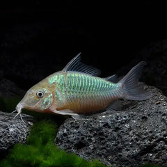 Emerald Cory 4cm