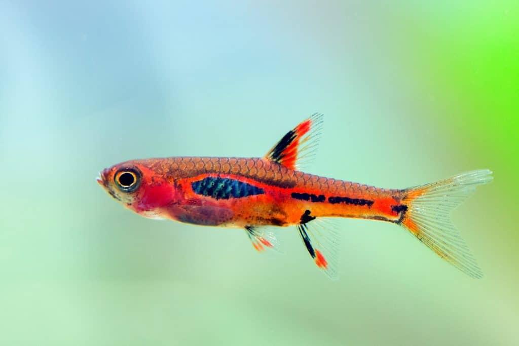 Rasbora Chili 1cm