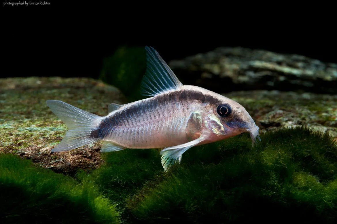 Corydoras arcuatus (Skunk) 5.5cm