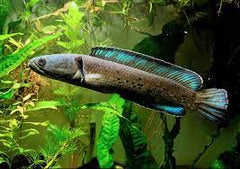 Snakehead 25cm