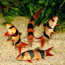 Loach - clown 6cm