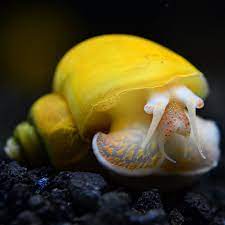 Golden Mystery Snails