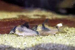 Nth Long nose Cory 6cm