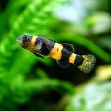 Bumble bee goby 1.5cm