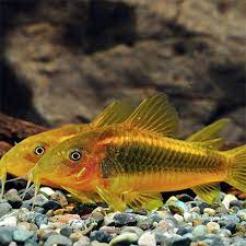 Gold laser Cory 3cm