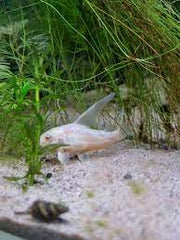 Albino pepper Cory XL 5cm