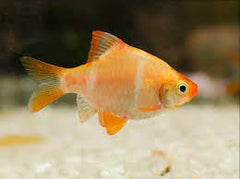 Golden Tiger Barb