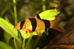 Loach - clown 6cm