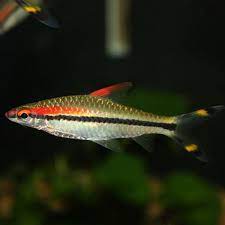 Torpedo barb