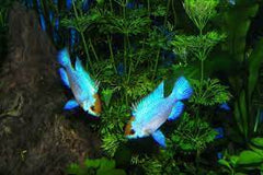 Neon Blue Ram 3.5cm