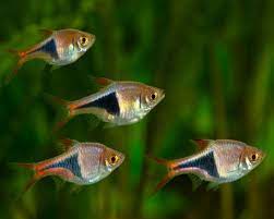 Rasbora - Harlequin Rasbora 3.5cm