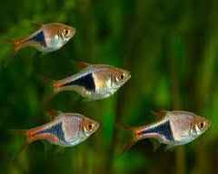 Rasbora - Harlequin Rasbora 3.5cm