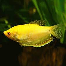 Gold gourami 5cm