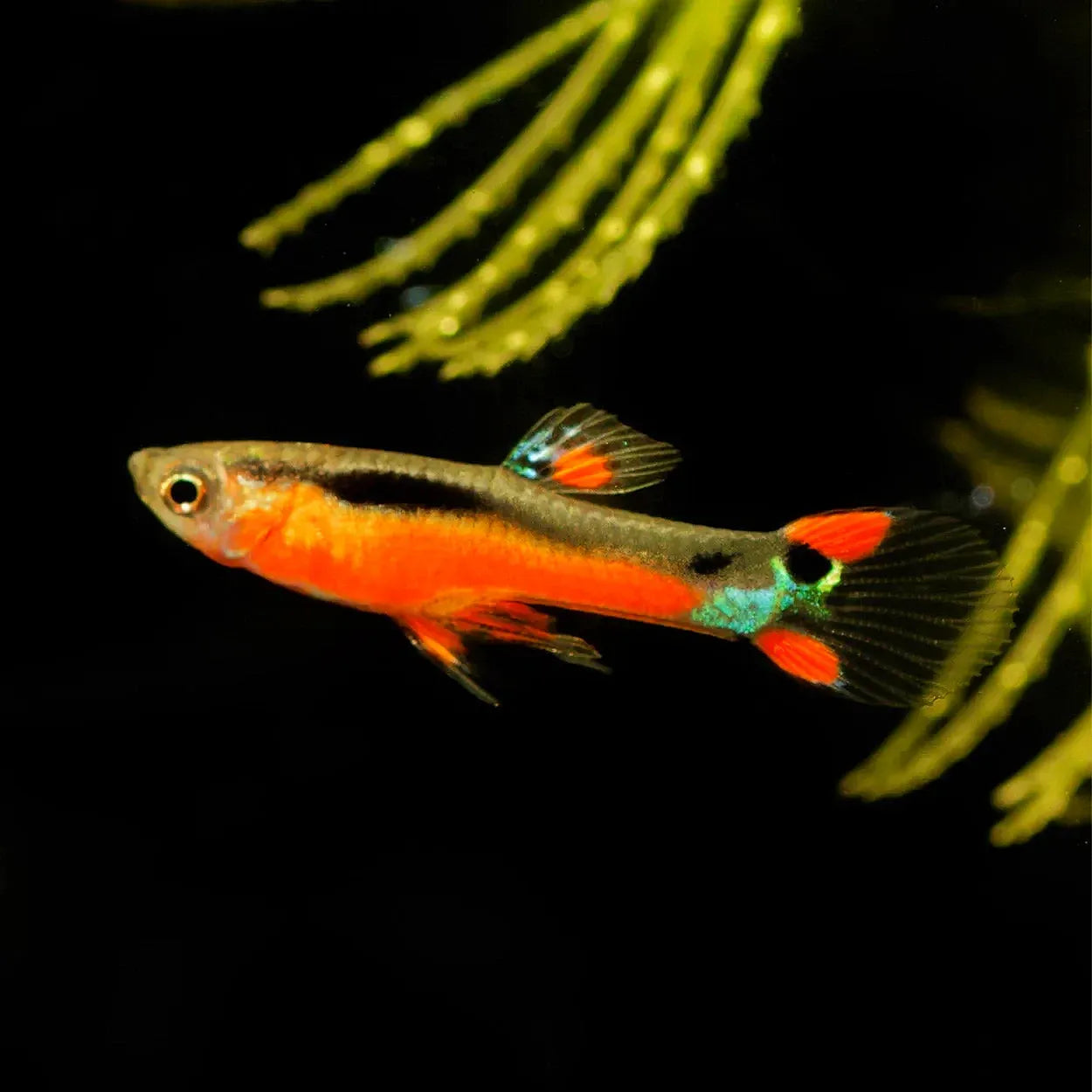 Guppy Assorted 3.5cm (M+F)