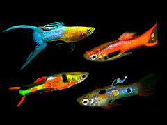 Guppy Assorted 3.5cm (M+F)