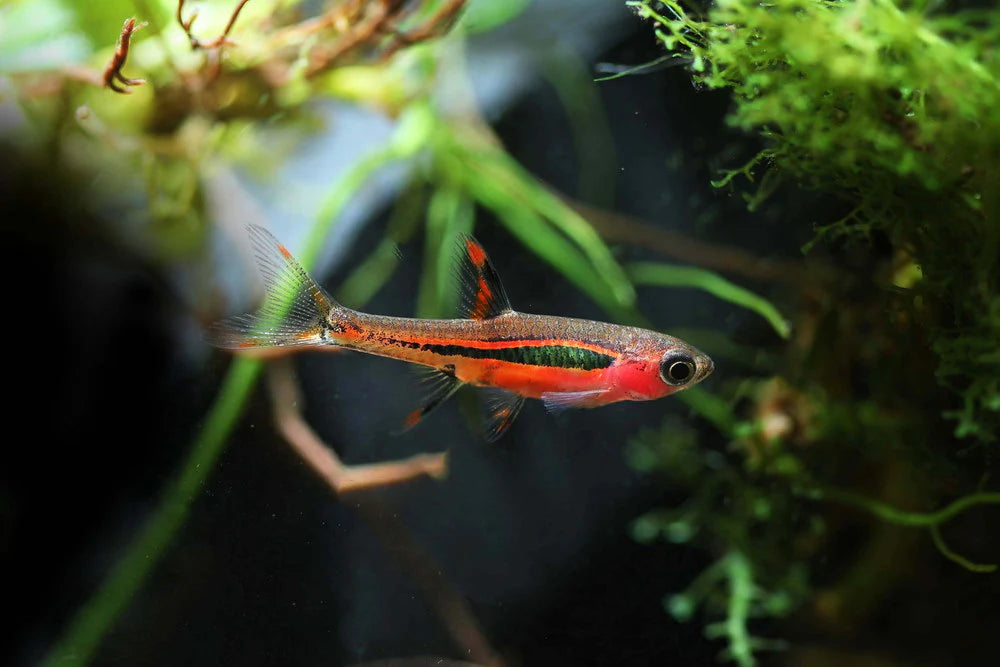 Rasbora Chili 1cm