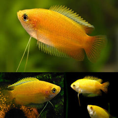 Honey Gourami (yellow) 3.5cm