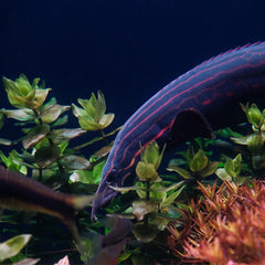 Fire Eel 15cm