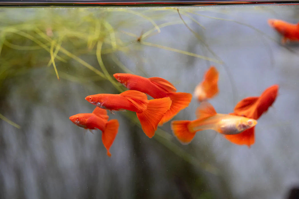 Guppy hifin albino red Male Only