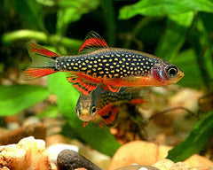 Rasbora - Galaxy