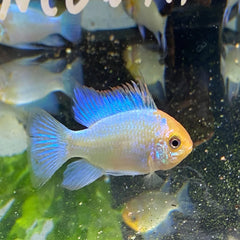 Neon blue golden head ram 3.5cm