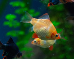 Golden Tiger Barb