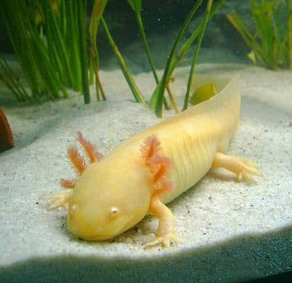 Axolotl  gold 15cm