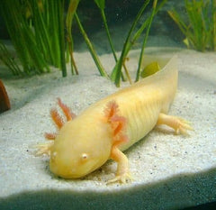 Axolotl  gold 15cm