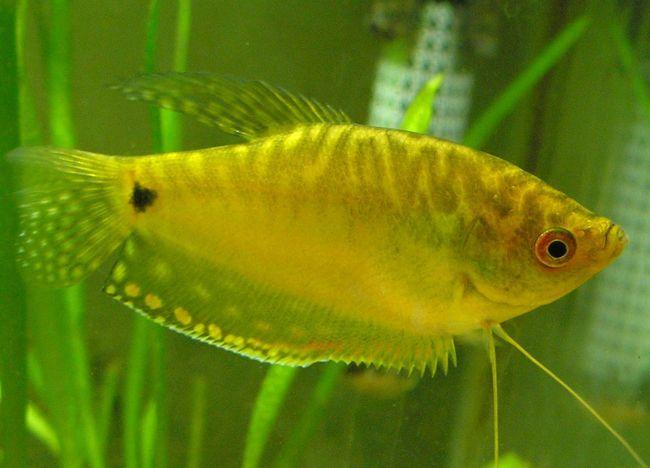 Gold gourami 5cm