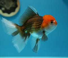 Oranda Thai Orchid 10cm