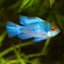 Neon blue golden head ram 3.5cm