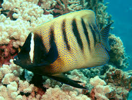 Six-Bar AngleFish