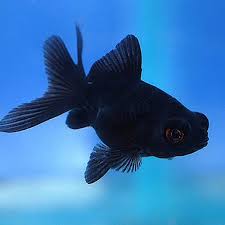 Fantail Blackmoore