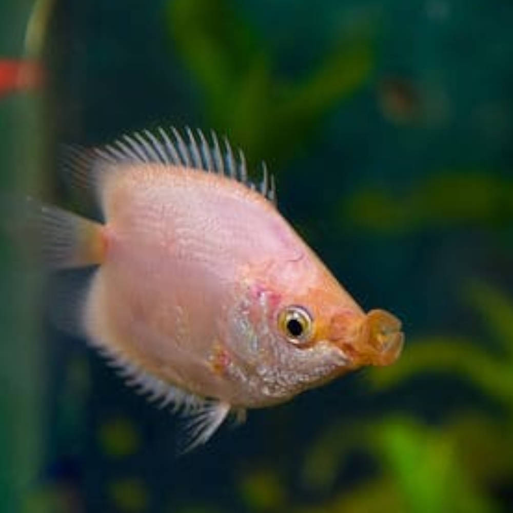 Kissing gourami balloon 7cm