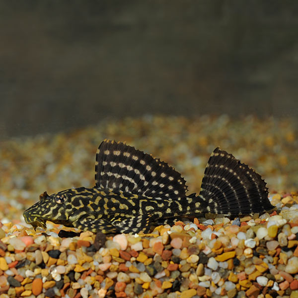 Pleco 6/7cm