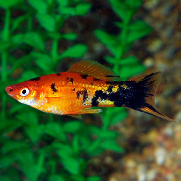 Swordtail Berlin 6cm (M+F)