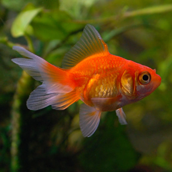 Goldfish Fantail 5cm