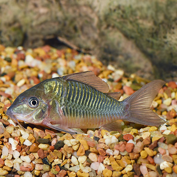 Emerald Cory 4cm