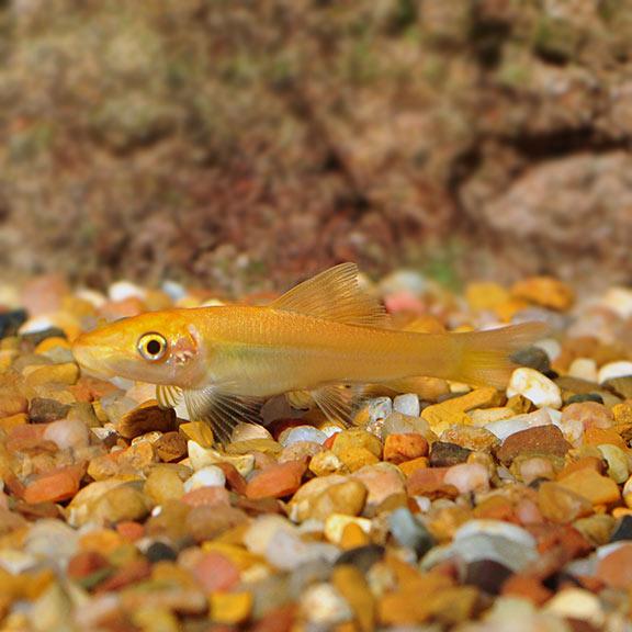 Sucking catfish Gold 5cm