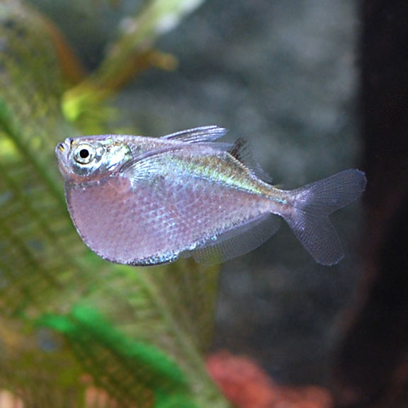 Hatchetfish silver 4cm