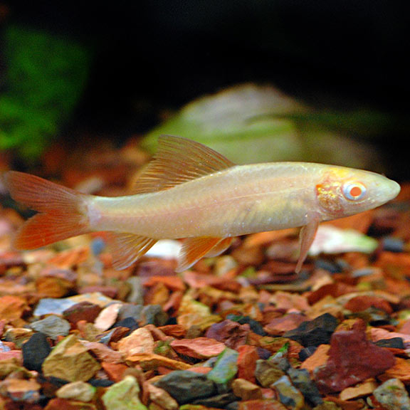 Albino shark