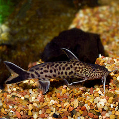 Synodontis petricola 3cm