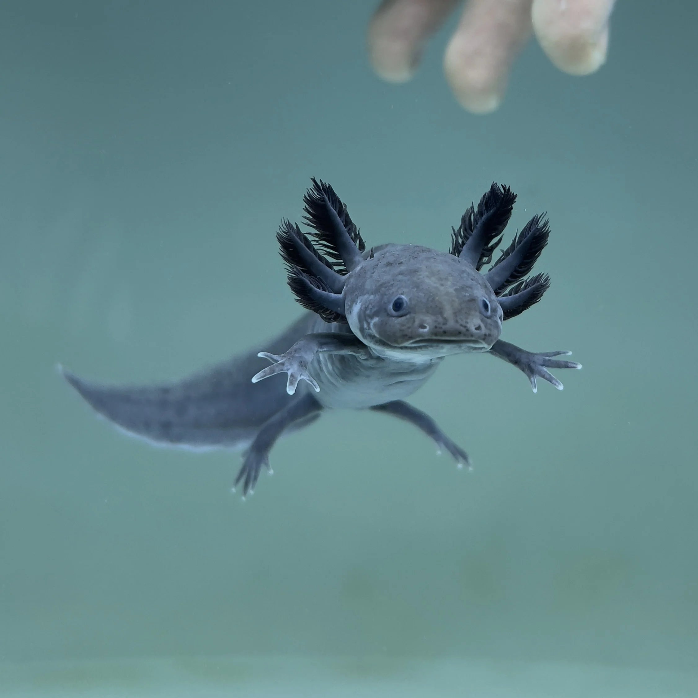 Axolotl black 15cm