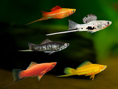 Swordtail Assorted 4cm (M+F)