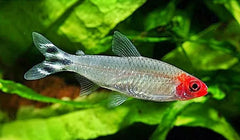 Rummynose Tetra