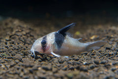 Panda cory 3.5/4cm