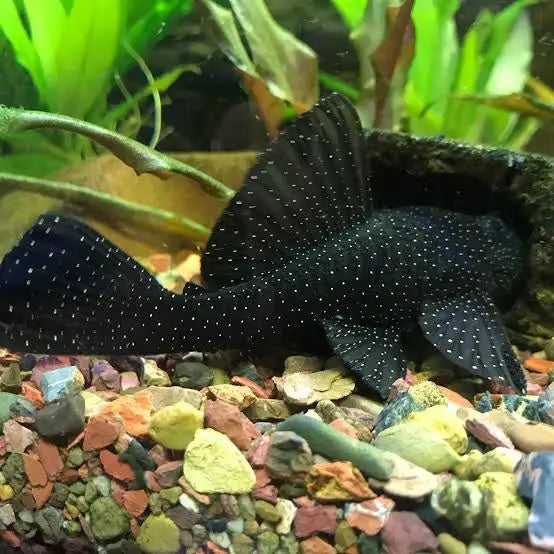 Bristlenose  Peppermint 10cm