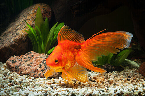 Goldfish Fantail 5cm