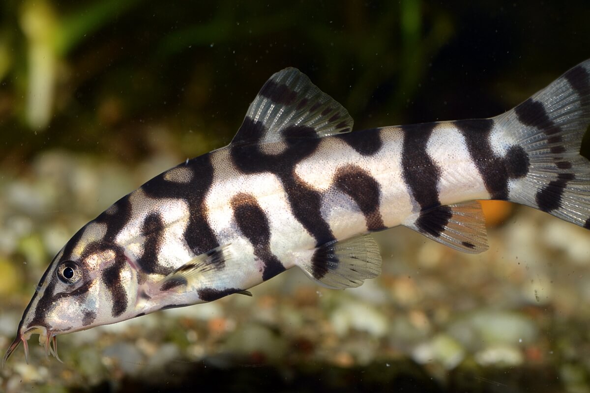 Loach - Pakistani 5cm